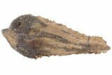 Rooted Triceratops Tooth - South Dakota #70135-1
